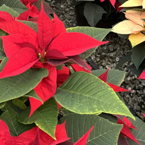 Red poinsettias