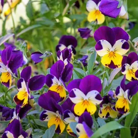 Closeup of pansies, purple and yellow