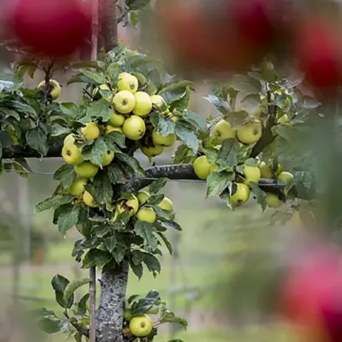 Espalier_UCANR_1440by620