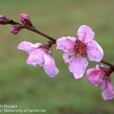 flowers in peach tree