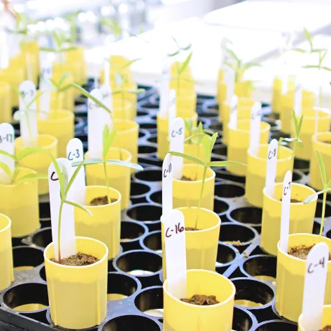 Rows of seedlings at Kearney Ag Research & Extension Center