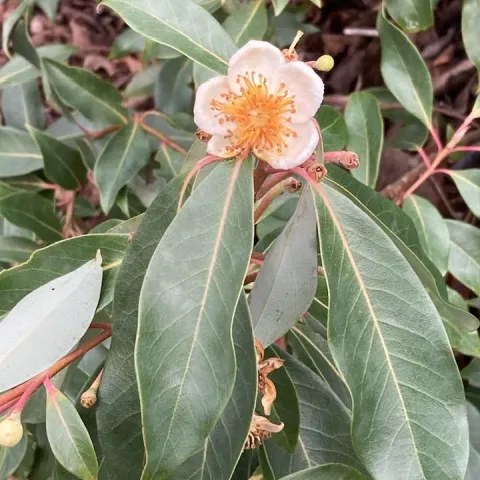 Peach flower and relaxing leaves of a rhododendrum.