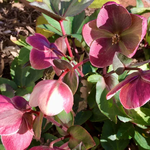 Helleborus foetidus flowers