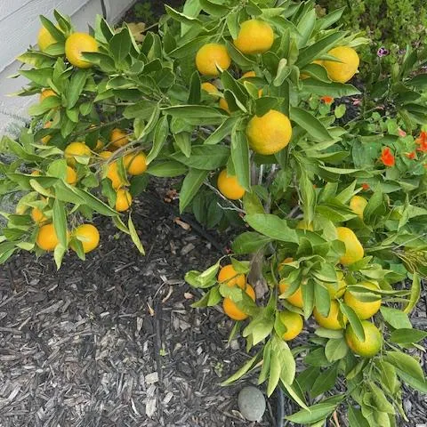 satsuma orange tree