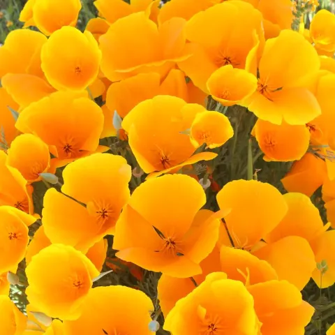 California poppies in full bloom