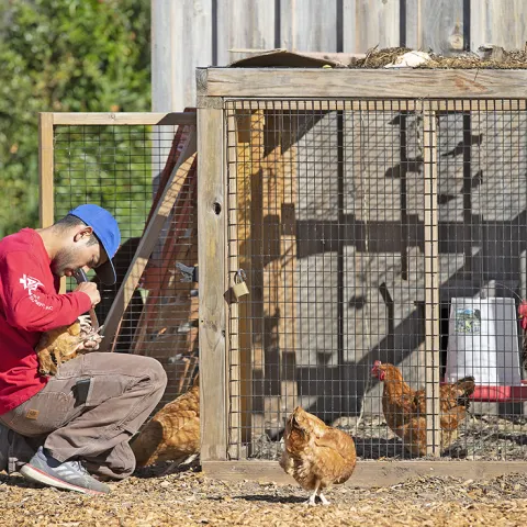Person caring for a chicken next to a small chicken coop, photo by Evett M Kilmartin, UC ANR