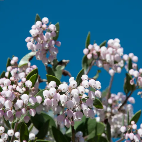 Manzanita in bloom