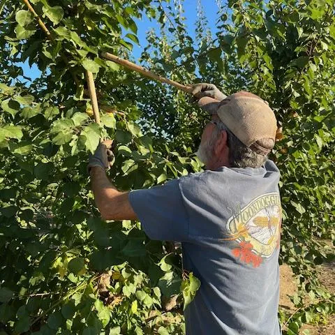 Master Gardener pruning an apricot tree in summer