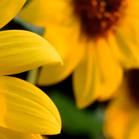sunflowers at Fair Oaks Horticulture Center