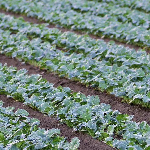 Organic Broccoli Plants in Field