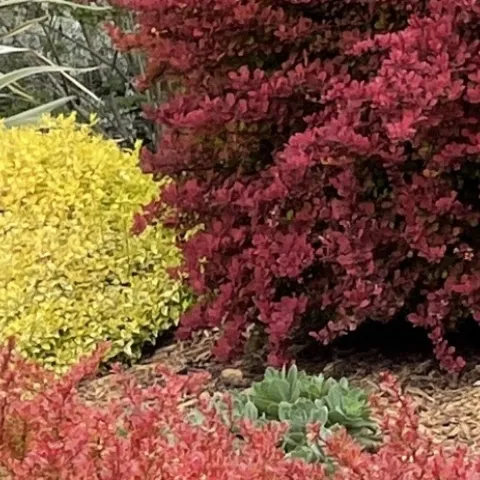 Home garden plant information and articles for Sonoma County 