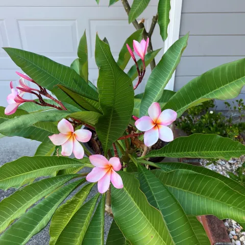 Plumeria rubra 