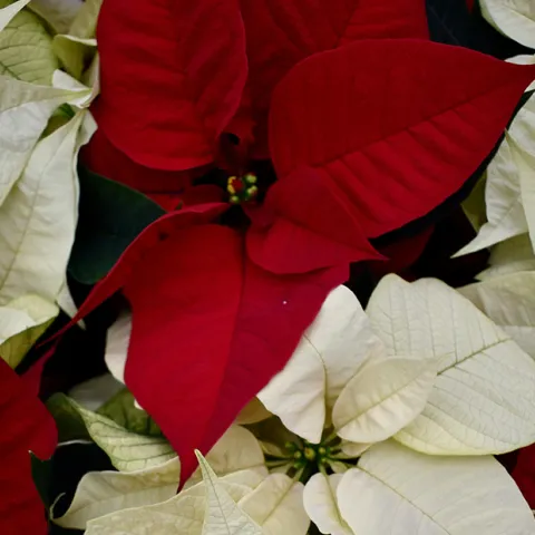 Poinsettia_Pexels_Kstankss