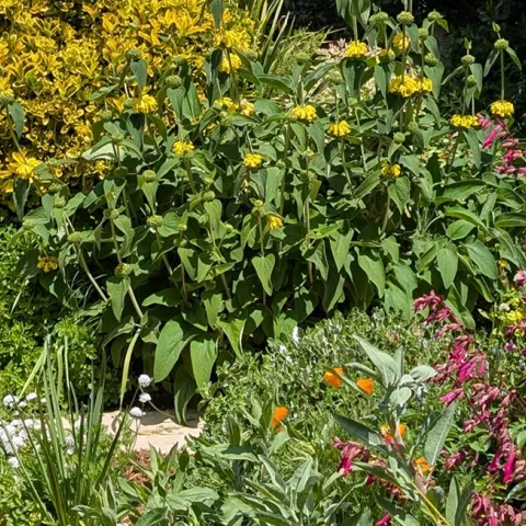 UC Master Gardener recommended landscape plants for Sonoma County