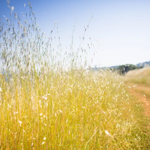 Field with tall grasses