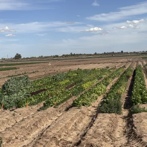 Sembradios de lechuga