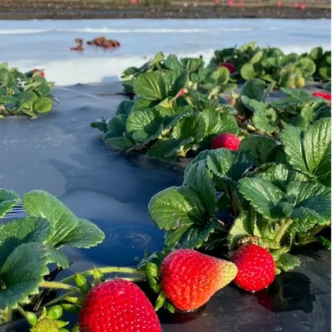 strawberries growing in a field