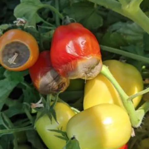 Sunken leathery brown areas at the blossom end of tomato fruit. Yolo County
