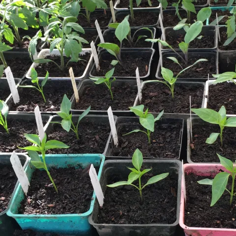 Photo of seedlings growing in a greenhouse.