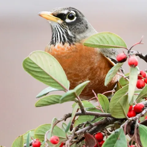 UC Master Gardeners of Sonoma County Winter Garden Information