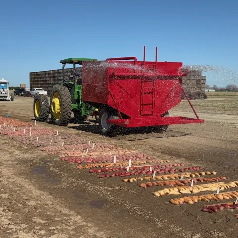 Watering sweetpotatoes in hotbed