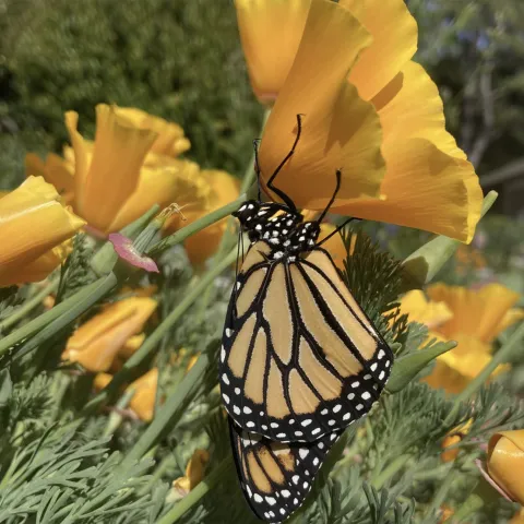 monarch butterfly on california poppy