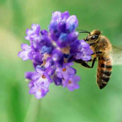 bee on flower