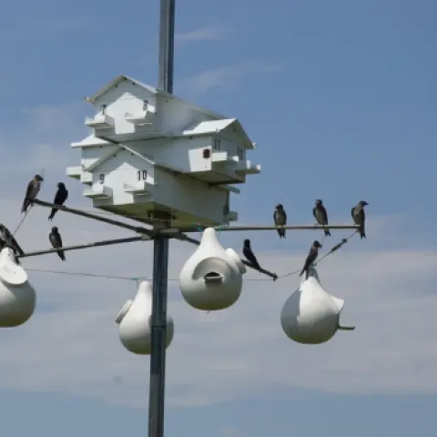 birds on a perch with birdhouses