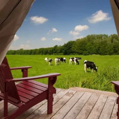 chairs on a deck overlooking a field with cows grazing