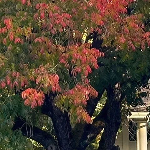 Climate forward trees for Sonoma County