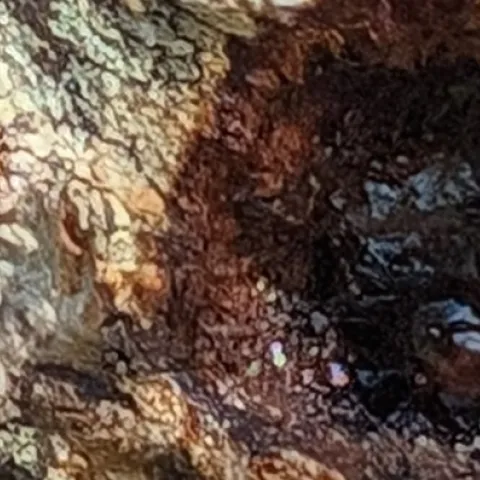 information on common diseases of plants in the home garden