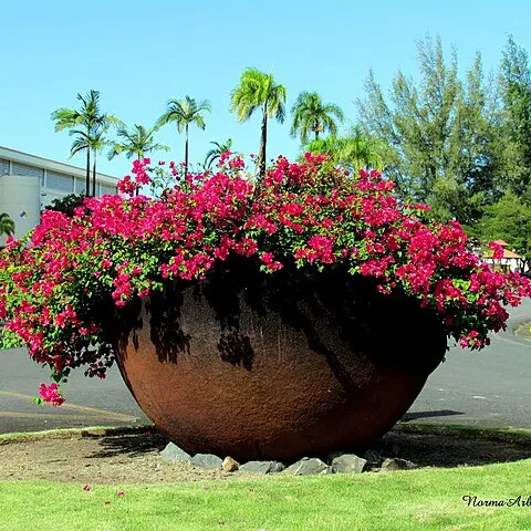 container gardening, san jose