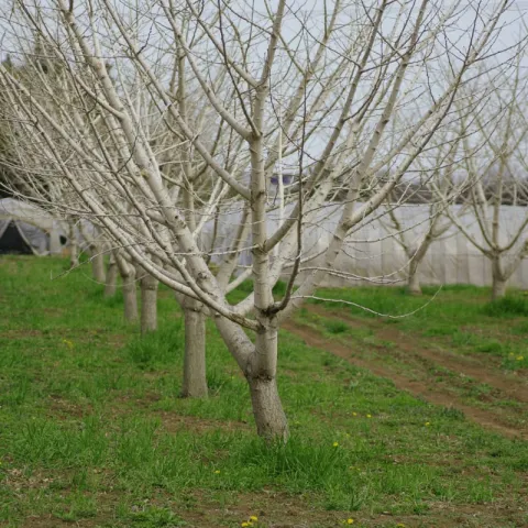 deciduous tree orchard with grassy cover crop