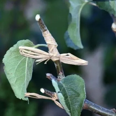 fruit tree graft; ucanr