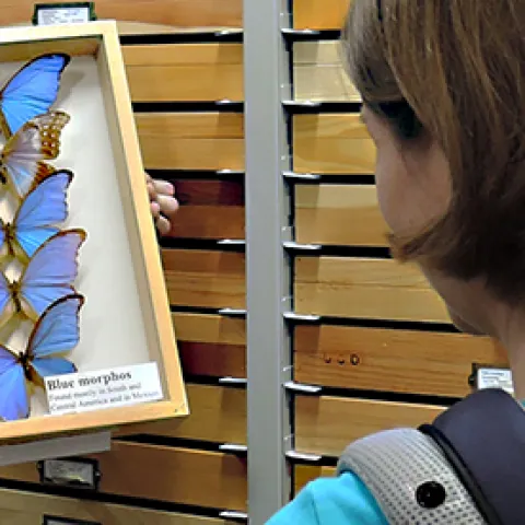Blue morpho butterflies at Bohart Museum of Entomology.
