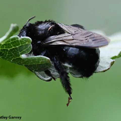 Carpenter bee at UC Davis Bee Haven