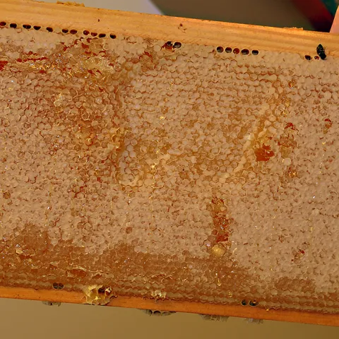 A frame of honeycomb. (Photo by Kathy Keatley Garvey)