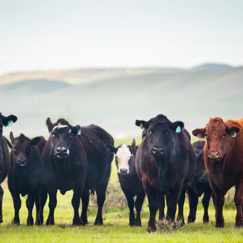 herd of beef cattle