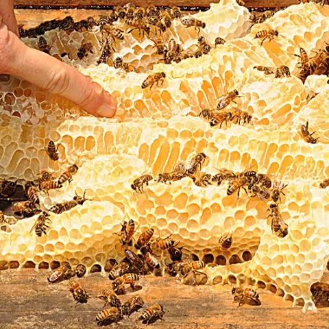 Honeycomb (Photo by Kathy Keatley Garvey)