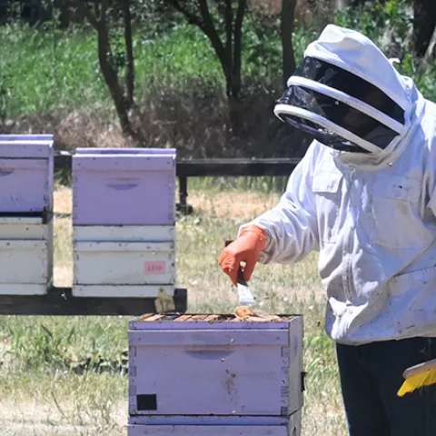 Joe Tauzer in the apiary at Harry H. Laidlaw Jr. Honey Bee Research Facility. (Photo by Kathy Keatley Garvey)