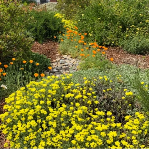 native garden for beginners