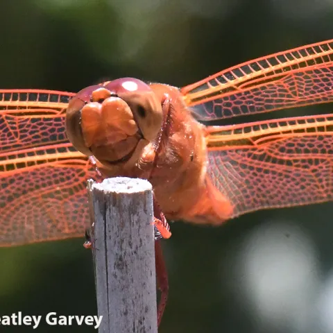 Flameskimmer dragonfly. (Photo by Kathy Keatley Garvey)