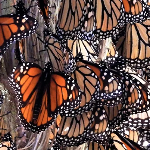 Cluster of overwintering monarchs.