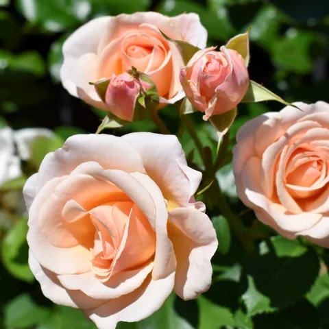 peach roses
