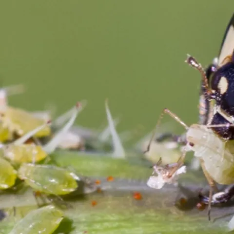 information for home gardener on common insect pests in Sonoma County