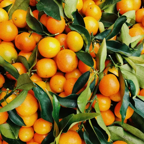 Many orange fruits and green leaves.