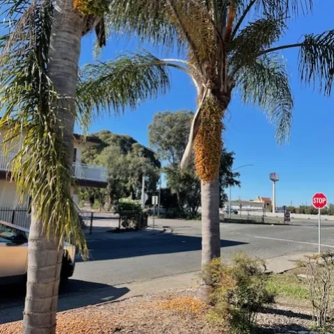 two pindo palms with their orange fruit at a home