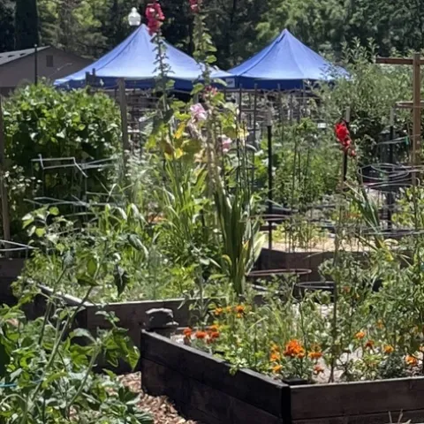 Annual impact reports of UC Master Gardener Sonoma County Program