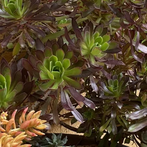 succulents in the Sonoma County home garden