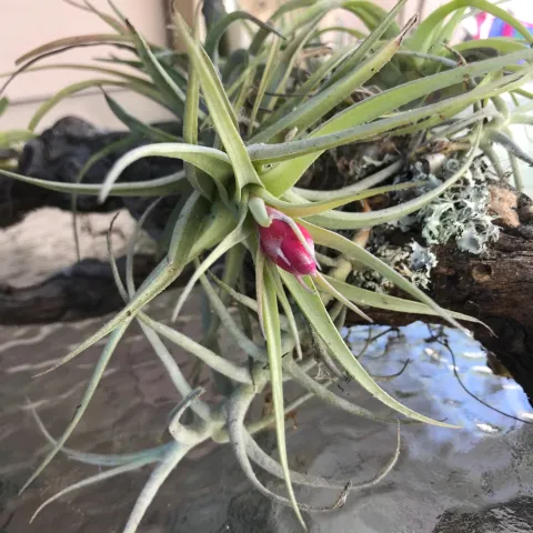 Tillandsia air plant blooms